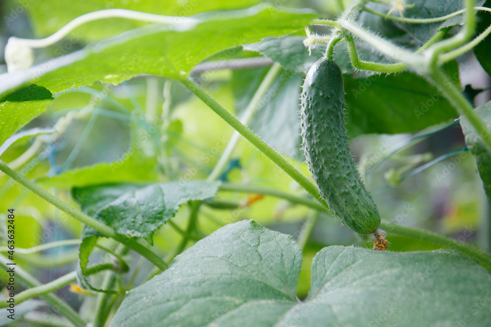 cucumber branch hanging in the garden cucumber branch hanging in the garden