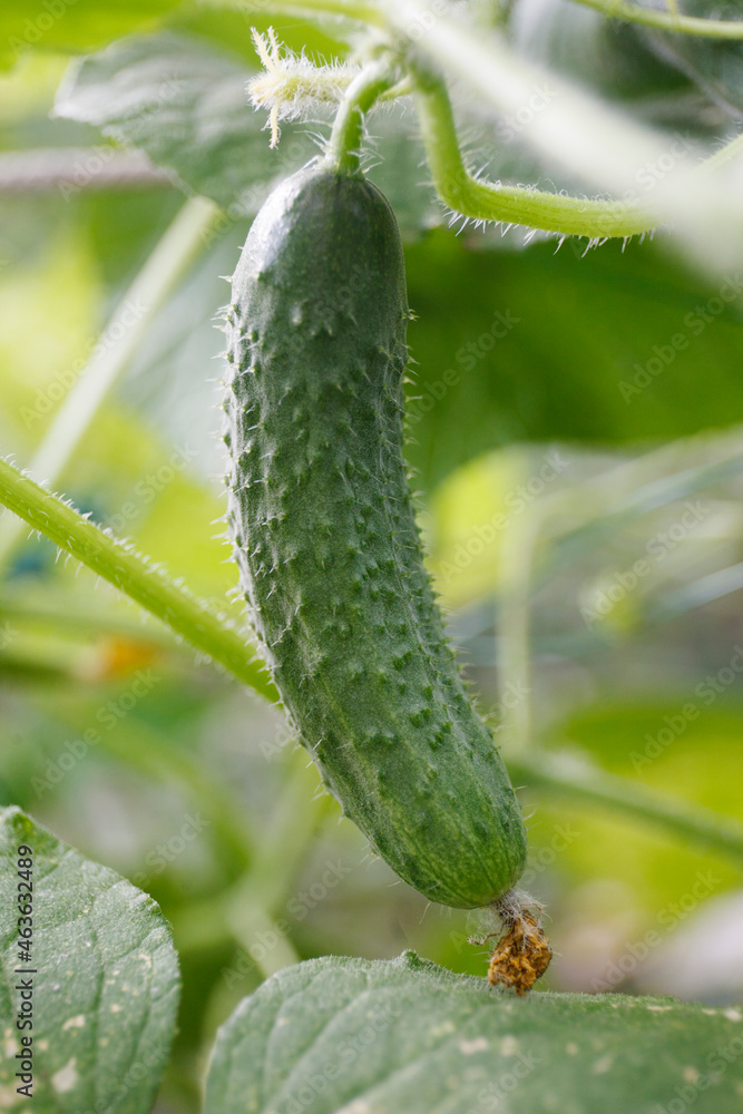 cucumber branch hanging in the garden cucumber branch hanging in the garden