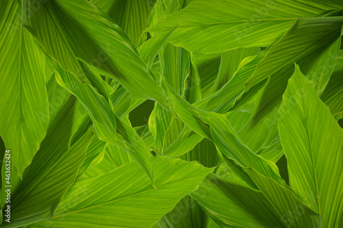 Green leaf background abstract of nature