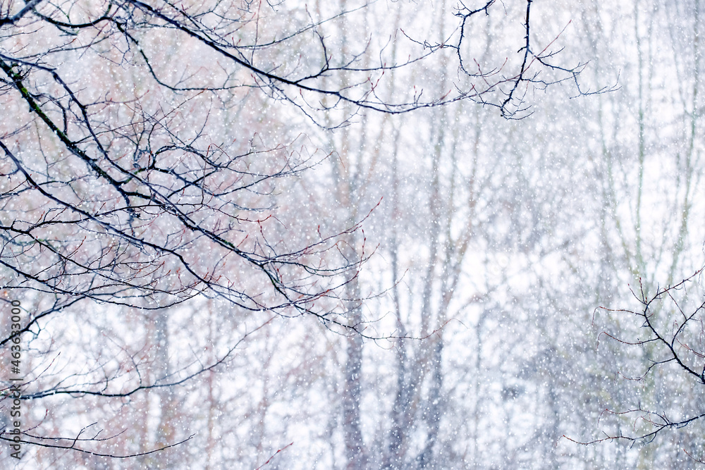 Tree branch with raindrops in winter forest during thaw Tree branch with raindrops in winter forest during thaw