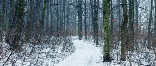 Winter forest with a road between the trees in cloudy weather