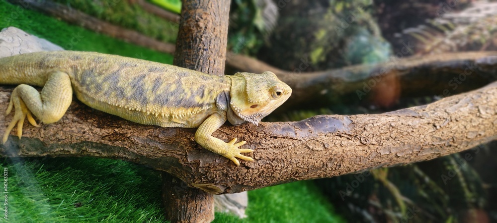 Lizard on a tree