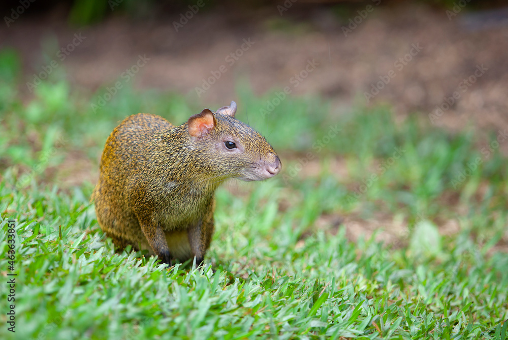 Agouti is a genus of mammals of the rodent order Agouti is a genus of mammals of the rodent order