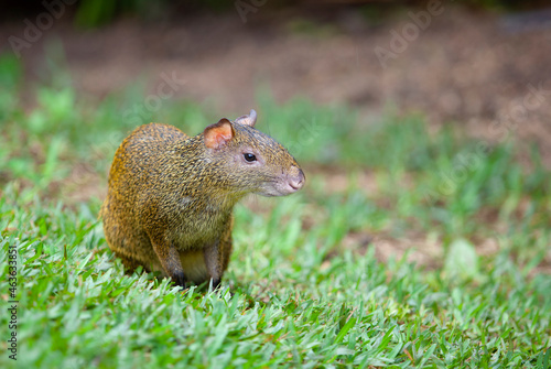 Agouti is a genus of mammals of the rodent order