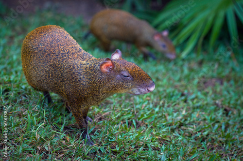 Agouti is a genus of mammals of the rodent order