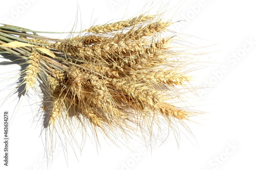 Spikelets of barley, bouquet, lies on a white background.