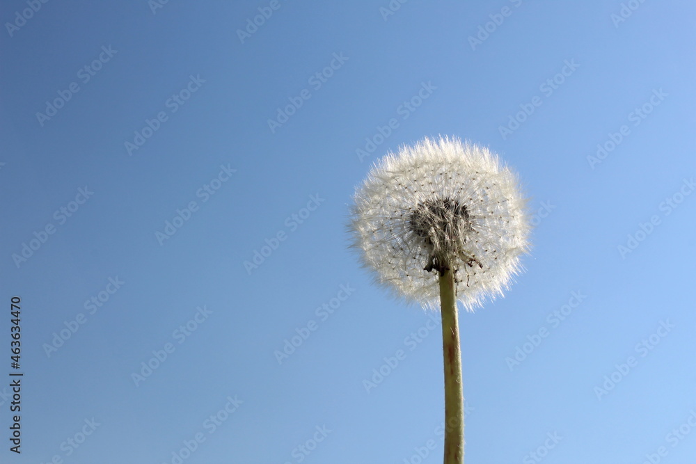 One dandelion stands after flowering against the background of the sky.