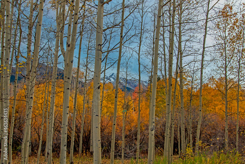 Stand Of Aspen Trees At Fall Time Near Telluride Colorado
