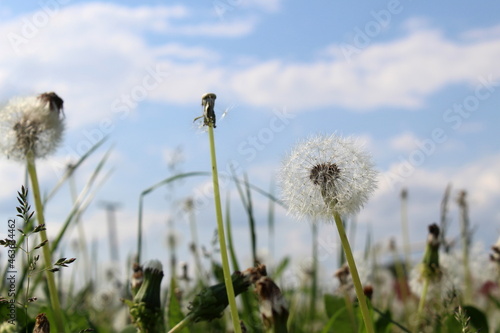 Summer field with dandelions after flowering on a sunny day.