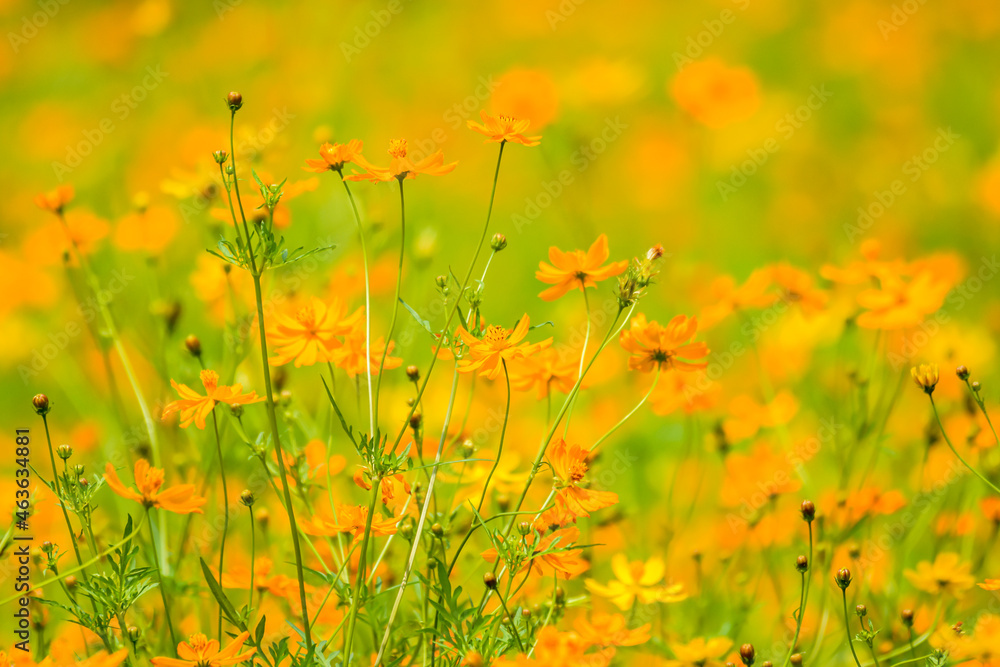 Orange sulfur cosmos flower in the garden background Orange sulfur cosmos flower in the garden background