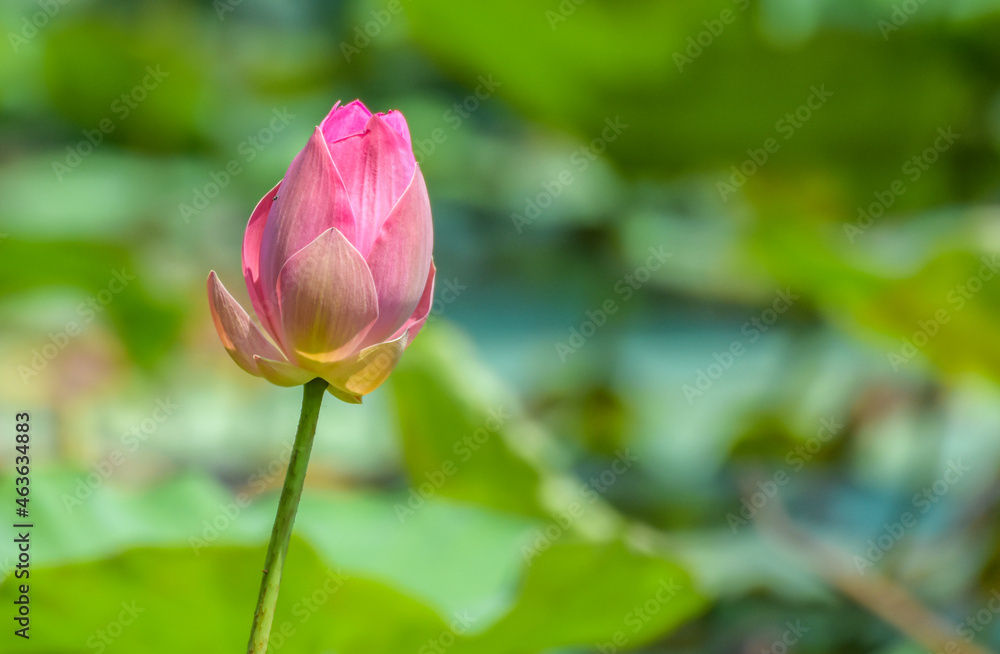 Pink lotus or waterlily flower blooming in a pond with green leaves background.