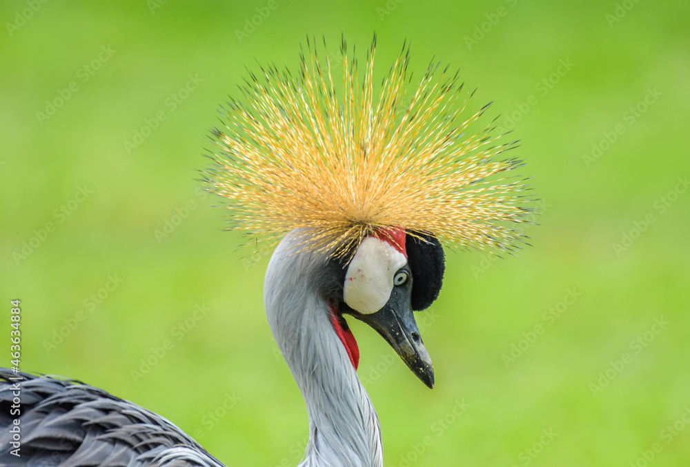 Fototapeta premium Close up beautiful head of grey crowned crane in nature with green background
