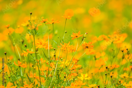 Orange sulfur cosmos flower in the garden background