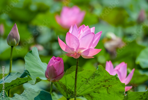 Pink lotus or waterlily flower blooming in a pond with green leaves background.