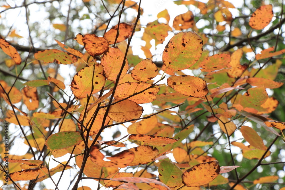 Bright Orange Autumn Leaves Bright Orange Autumn Leaves
