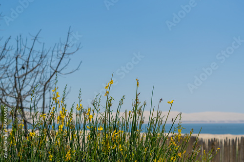 fleurs jaunes de bord de mer en été