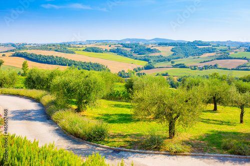 Olive trees on a beautiful landscape in the fields of Italy. Countryside gardening cultivation of olive fruits. The road to the olive trees against the blue sky. Place for text, copy space.
