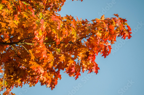 Red hospitable oak on a background of blue sky. photo