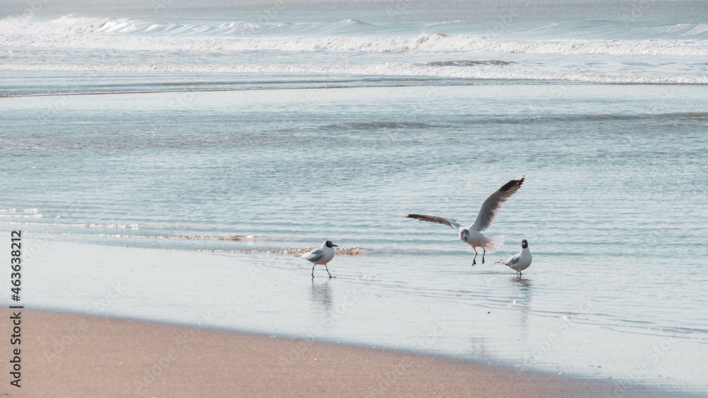 Seagulls and sea / Las gaviotas y el mar