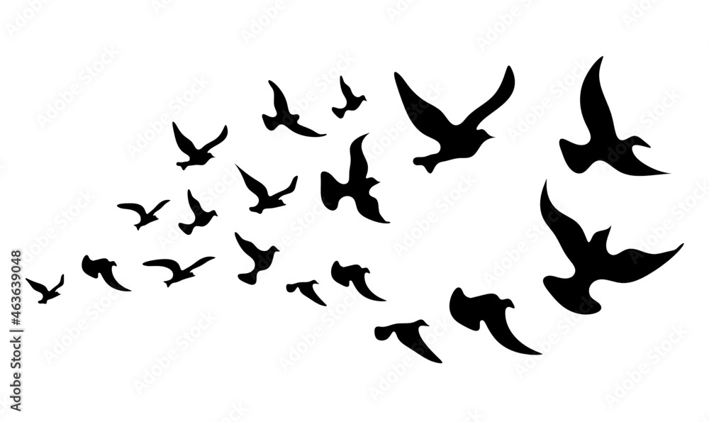 Silhouettes of groups of  birds on white. Vector