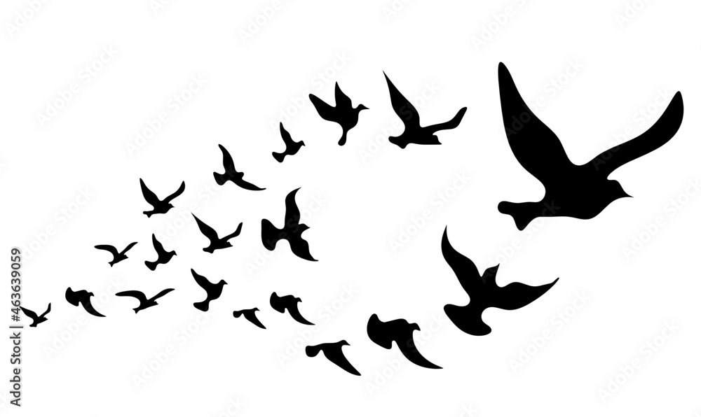 Silhouettes of groups of  birds on white. Vector