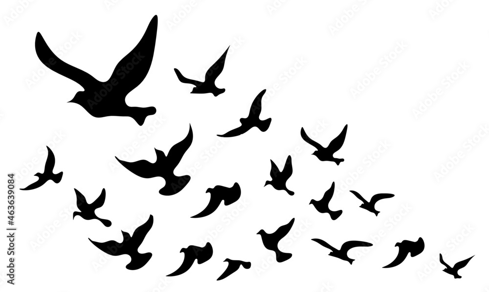 Silhouettes of groups of  birds on white. Vector