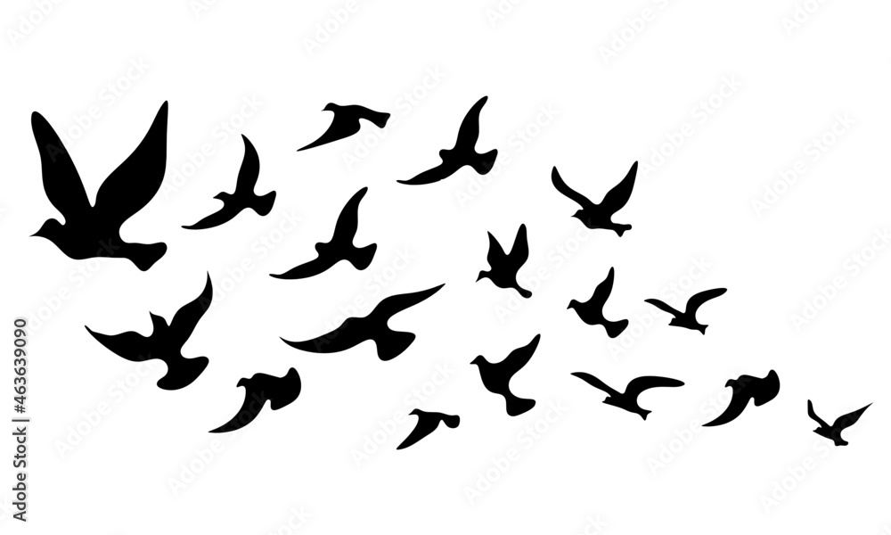 Silhouettes of groups of birds on white. Vector Silhouettes of groups of birds on white. Vector
