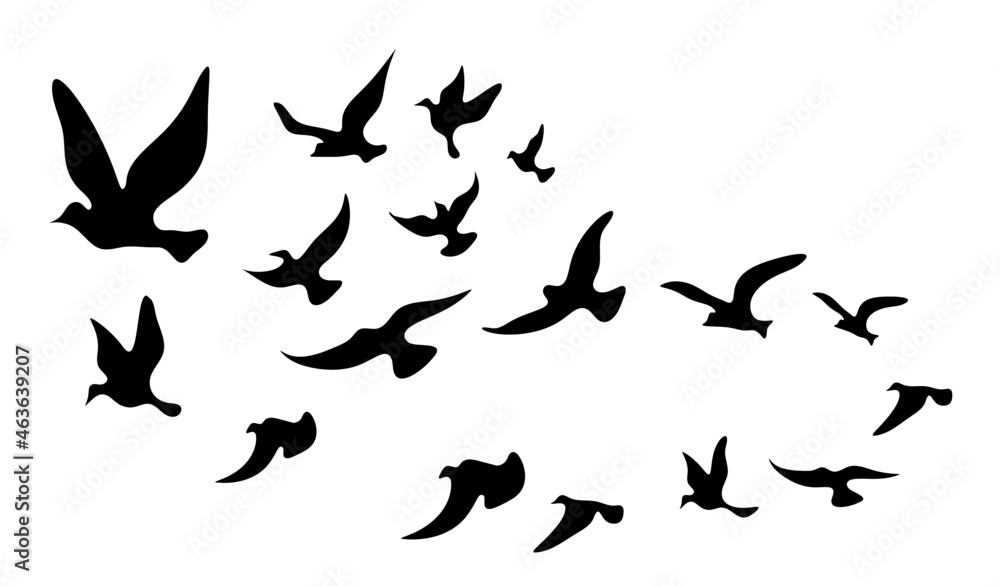 Silhouettes of groups of birds on white. Vector Silhouettes of groups of birds on white. Vector