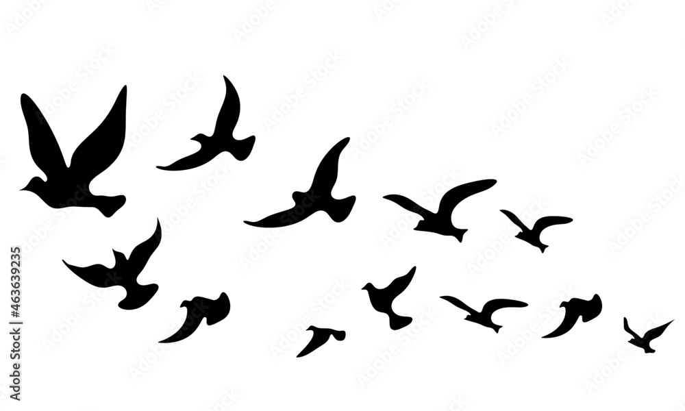 Silhouettes of groups of birds on white. Vector Silhouettes of groups of birds on white. Vector