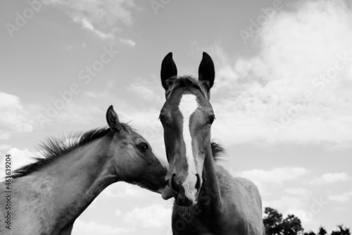 Foals close up with sky background on ranch in black and white.