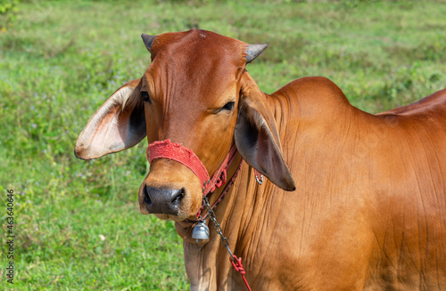 Close-up portrait of a young cows looking at the camera.