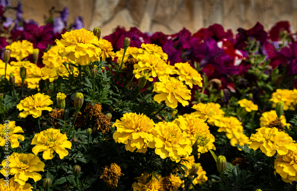 a cluster of flowers growing on a city flower bed