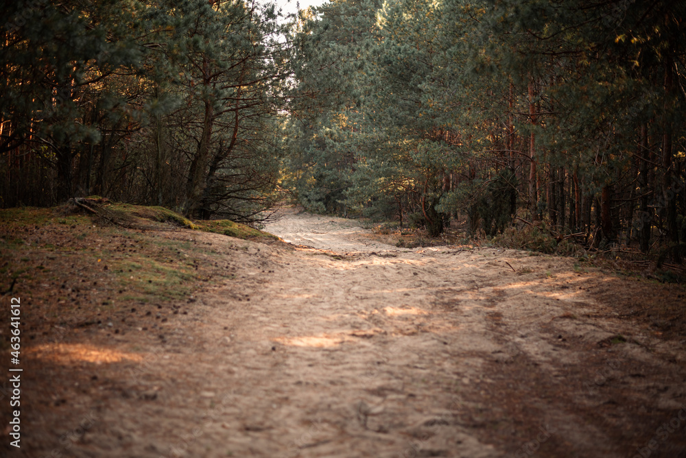Obraz premium Photo of the autumn forest of the middle strip