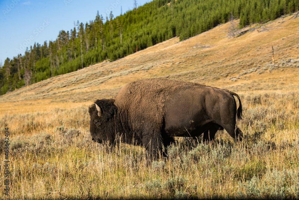 Bison in the Hayden Valley, Yellowstone National Park, Wyoming, USA