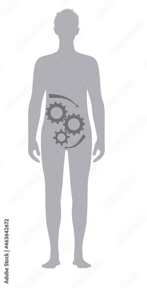 Man silhouette good digestion. vector Man silhouette good digestion. vector
