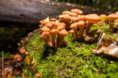 Armillaria mellea mushrooms grow in large numbers on a tree under moss.