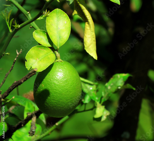 Fotografie lemon tree on a tree, citrus Tahitian lime on the tree