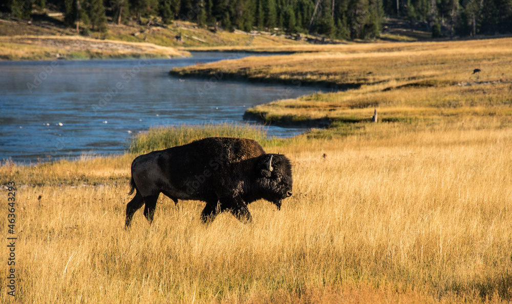 Bison in the Hayden Valley, Yellowstone National Park, Wyoming, USA. Bison in the Hayden Valley, Yellowstone National Park, Wyoming, USA.