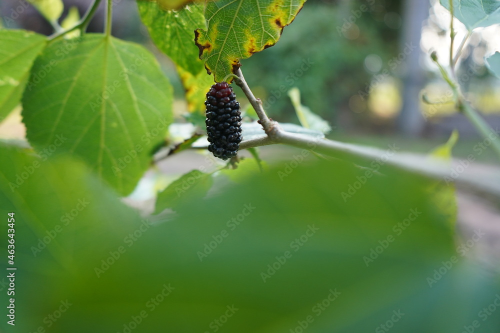 mulberry tree with purple blackberry hanging on the branch mulberry tree with purple blackberry hanging on the branch