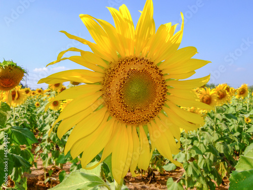 sunflowers blooming