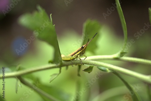 grasshopper on a leaf