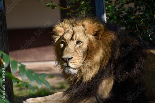 Fototapeta Naklejka Na Ścianę i Meble -  Lion , king isolated , Portrait Wildlife animal