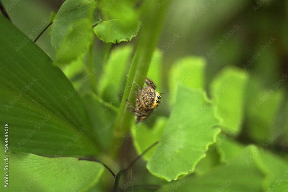 spider on leaf spider on leaf