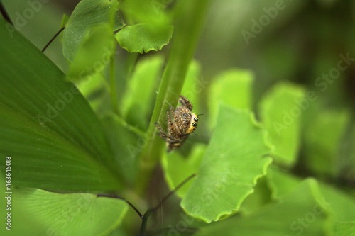 spider on leaf