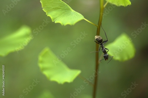 ant on a green leaf