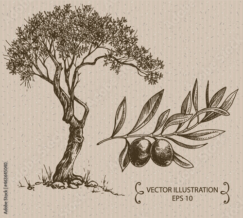 Olive tree. Hand drawn vector illustration