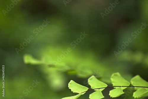 green leaves in the sun