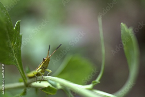 grasshopper on a leaf