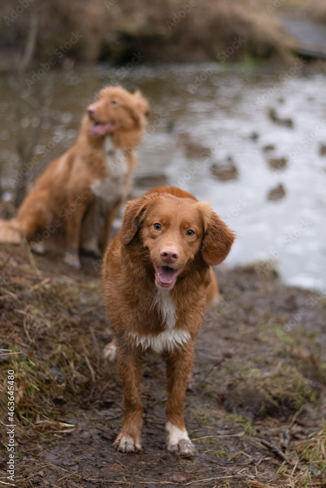 Happy fluffy brown Nova Scotia Duck Tolling Retriever  walking in the forest on the lake shore. Dog got wet and dirty paws in the mud. On the background second dog. Leisure of domestic animals.