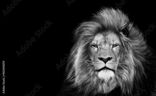 Lion   king isolated   Portrait Wildlife animal